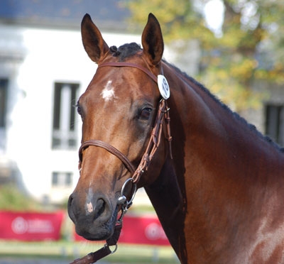 france sire tv