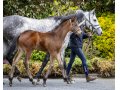Foal Mare Australis
