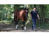Sri Putra au Haras du Saz - Septembre 2015