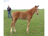 Brafougne Foal
