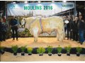 JINGLE TAUREAU CHAROLAIS CHAMPION à COURNON ET SUPER CHAMPION à MOULINS en 2016