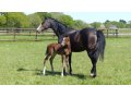 Cat princess avec son foal par Voiladenuo