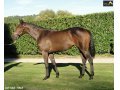 Ventes Arqana Deauville octobre 2016.