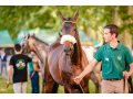 Nicolas & Gironde au Sprinter Sacré Show 2018 (©Zuzanna Lupa)