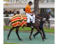 Une destiné, Prix Jean Sens à Auteuil