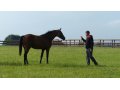 Azura du Kalon, gagnant du Prix Bournosienne (Gr.3), ancienne pensionnaire du Haras des Pierres Follets