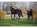 10 Haras de la Tuilerie - Camille Sarda - Jument suitee