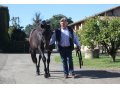 Haras des Granges - Mathieu Daguzan-Garros - Diamond Green