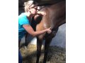 Physio-massothérapie massage et étirement sur un cheval en cure Physio-massothérapie massage et étirement sur un cheval en cure