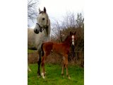 Foal Mâle par Saddler Maker X Valse de Touzaine ( Dom Alco ) à 10 jours