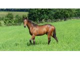Yearlings Mâles