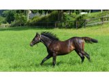 Yearlings Mâles
